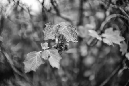 Leafbokeh