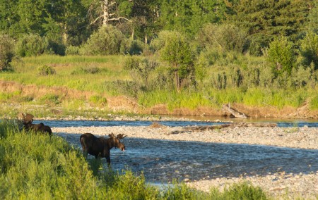 Mooseriverin (1 of 1)