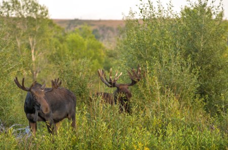 Double Moose (1 of 1)