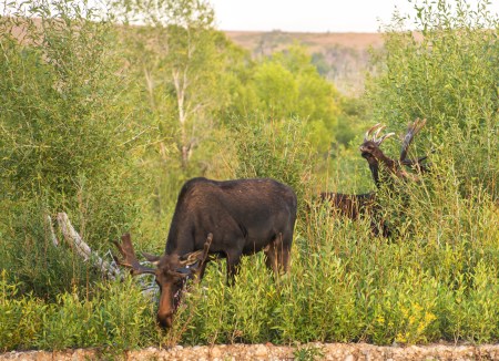 Double Moose 2 (1 of 1)