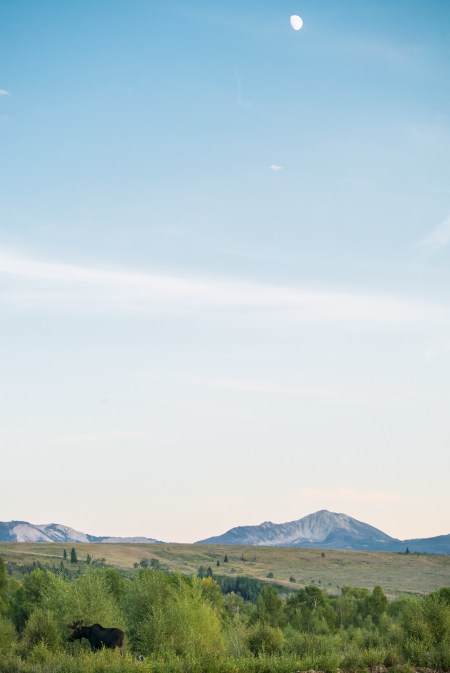 Moose Under The Moon (1 of 1)