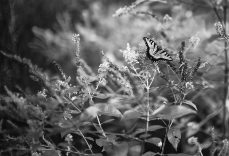 MonochromAnniversary1