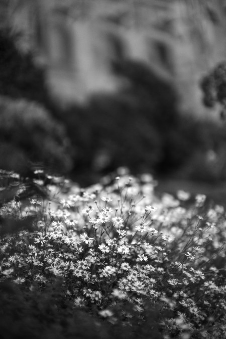 MonochromAnniversary7