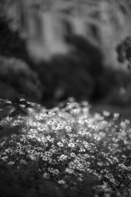 Flowers In Monochrome