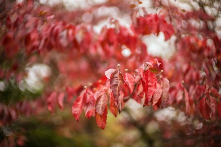 October Leaves 2932 NM2