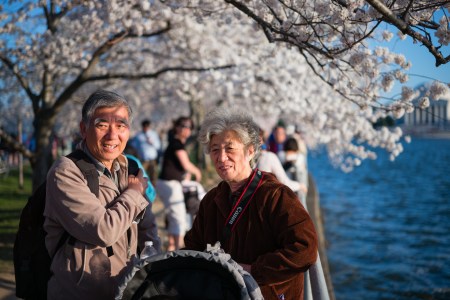 CherryBlossom2014c