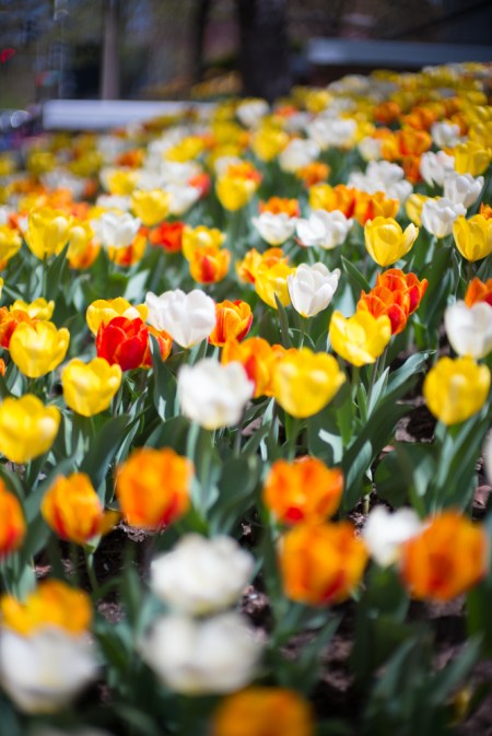 TulipFrenzy2014c