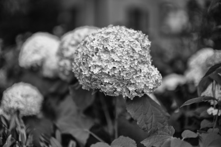 Hydrangea Frenzy 2014b