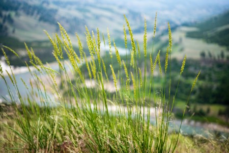 Yellowstone Grass