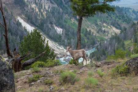 Yellowstone Mountain Goat