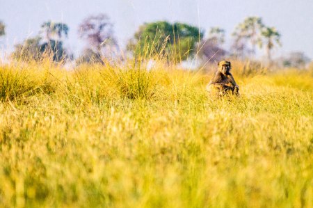 Planet of the Baboons