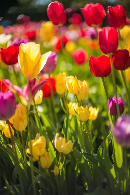 2015 Tulips Supplement 1