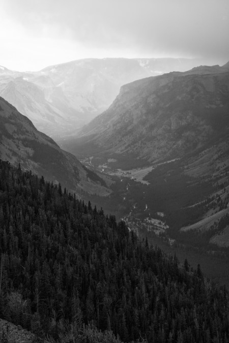 Beartooth for Tulip Frenzy