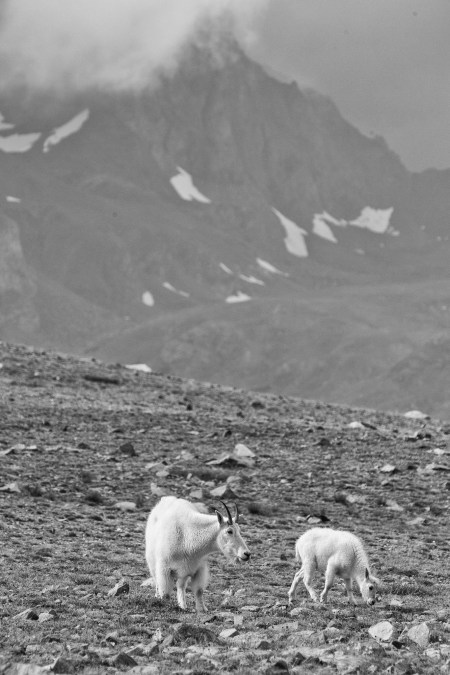 Beartooth for Tulip Frenzy2