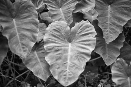 Nocti Elephant Ears
