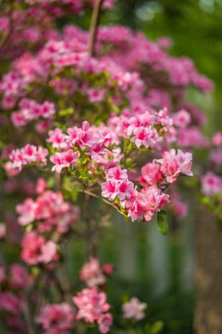 Azalea Frenzy 2016-4