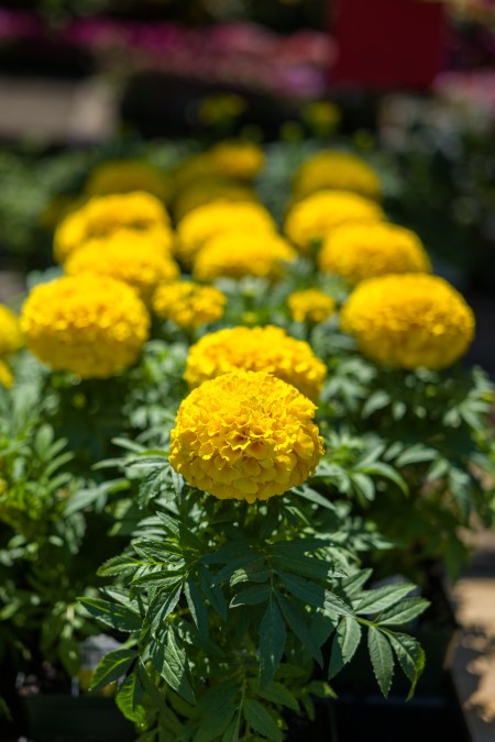 Azalea Frenzy 2016 Marigold