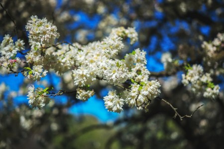 Cherry Blossom Frenzy 2016 2