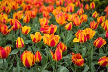 Tulip Frenzy 2016-2