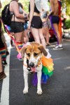 Pride 2016-4