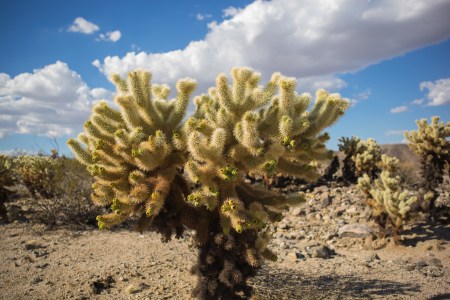 joshua-tree-10