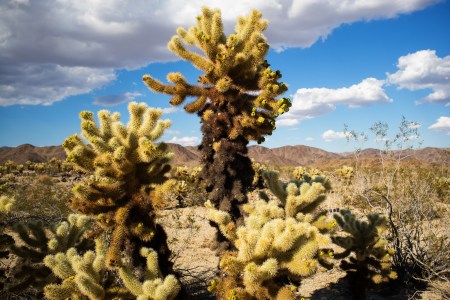joshua-tree-11