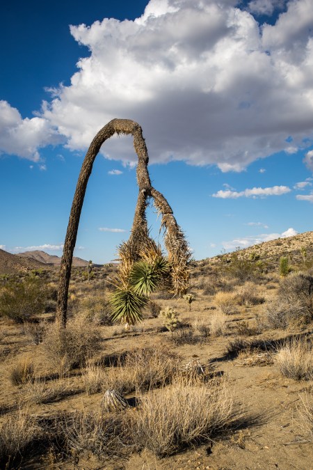 joshua-tree-2