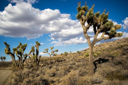 joshua-tree-3