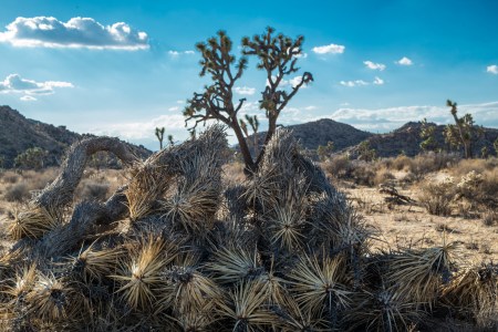 joshua-tree-4