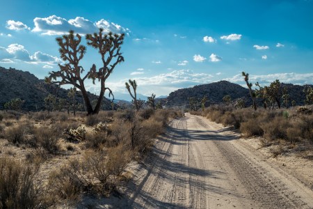 joshua-tree-5