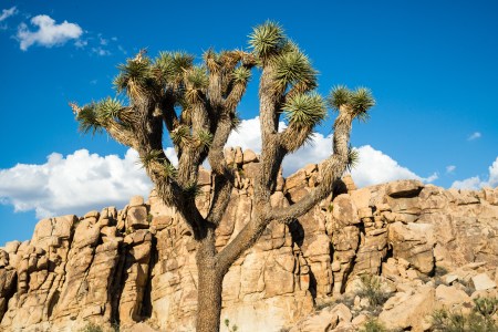 joshua-tree-6