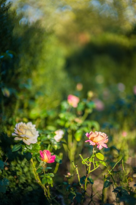 t-frenzy-top-10-color-9