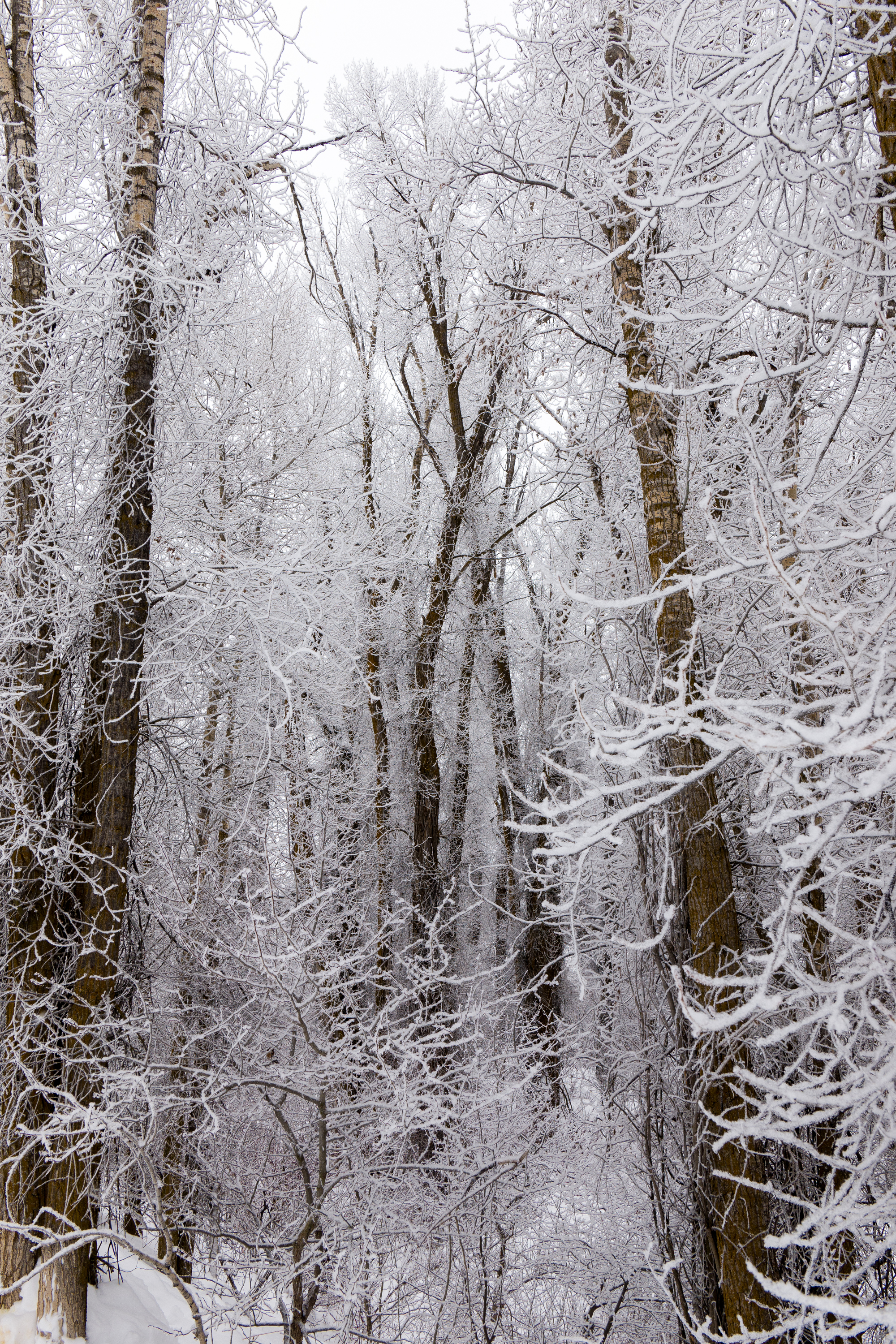 new-years-day-2017-snow-2