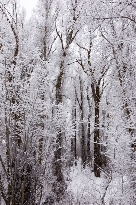 new-years-day-2017-snow-3