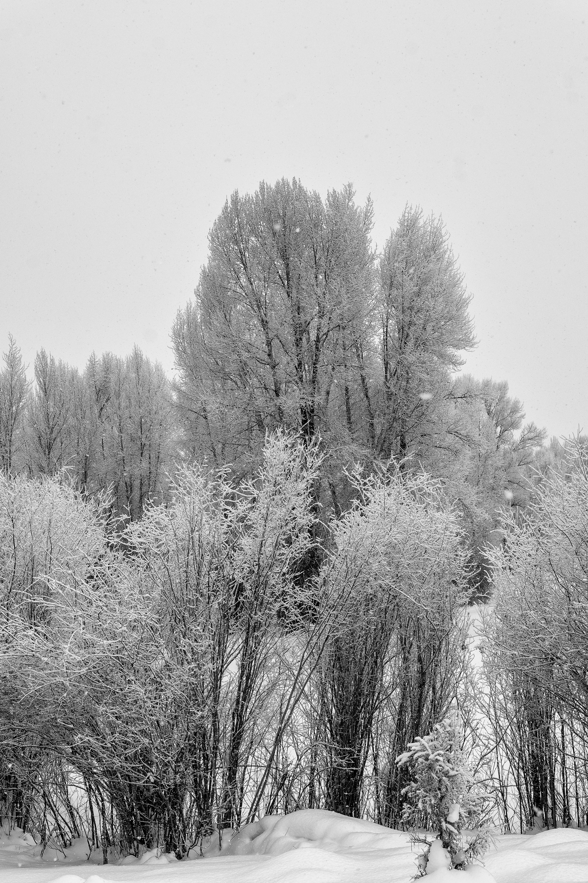 new-years-day-2017-snow-5