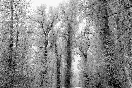 new-years-day-2017-snow-6