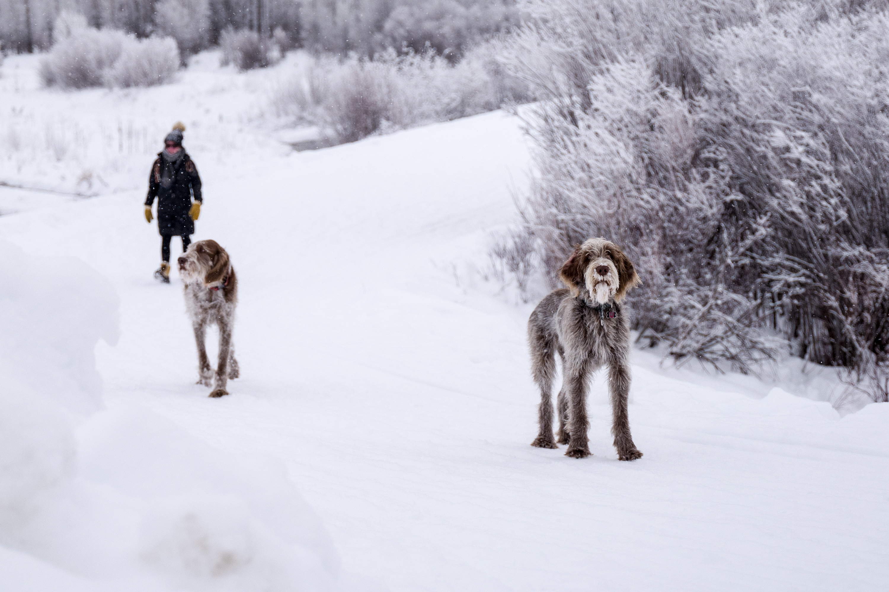 new-years-day-2017-snow