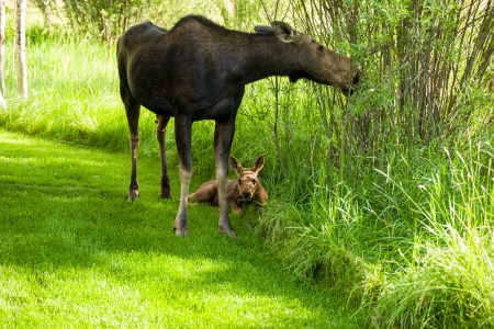 Moose Story-2