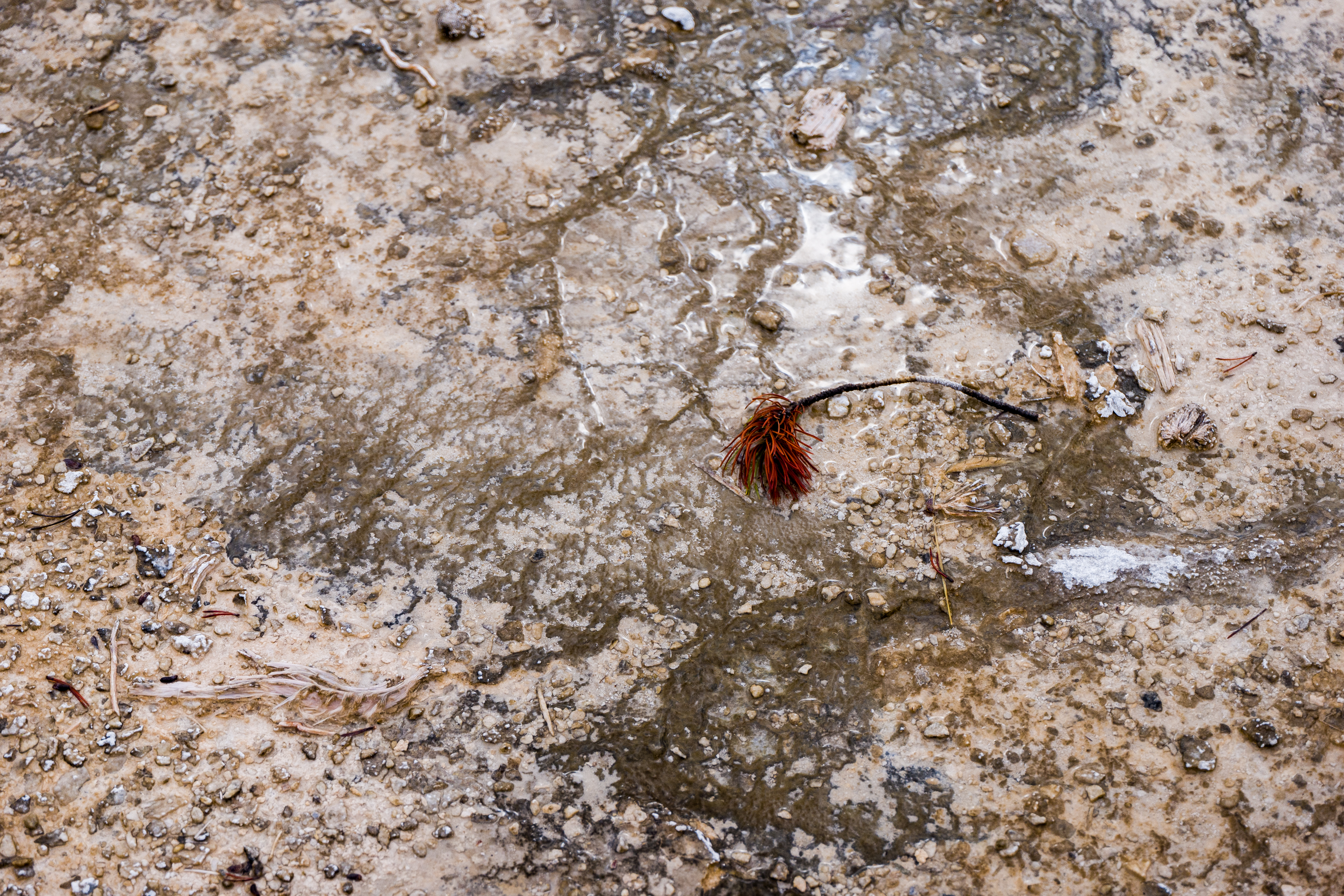 Yellowstone Abstract-4