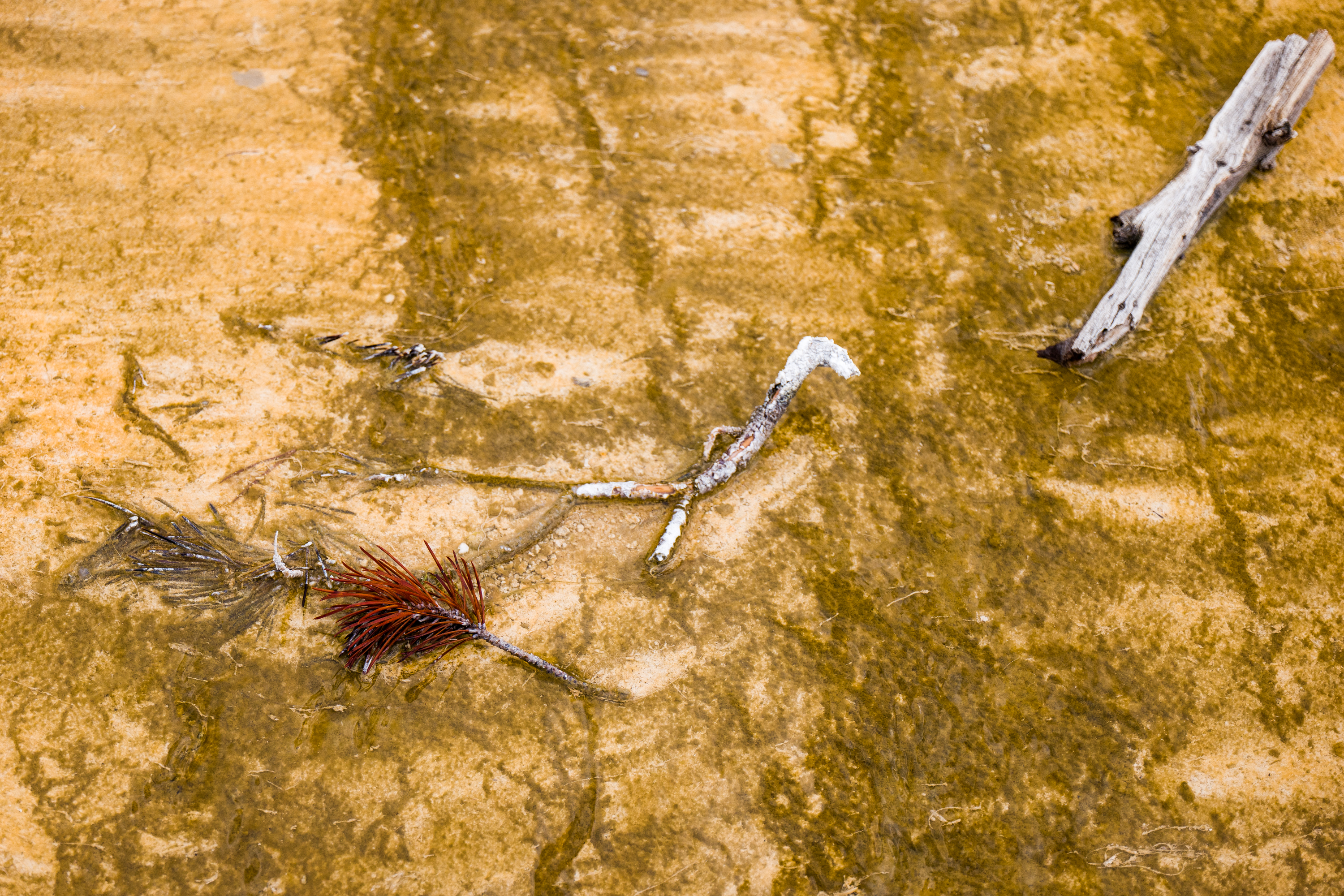 Yellowstone Abstract-6