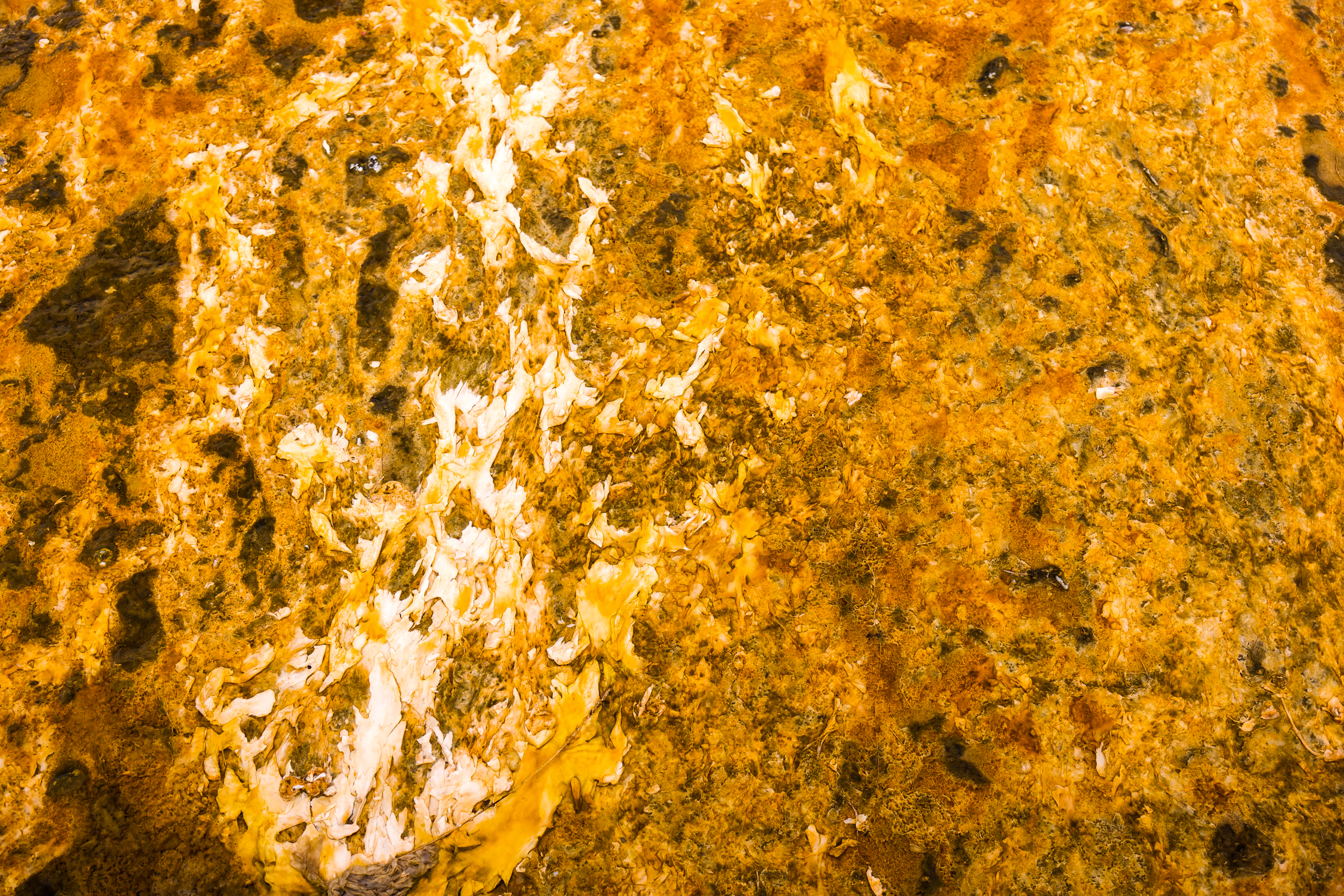 Yellowstone Abstract-8