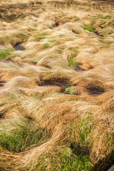 Yellowstone Abstract