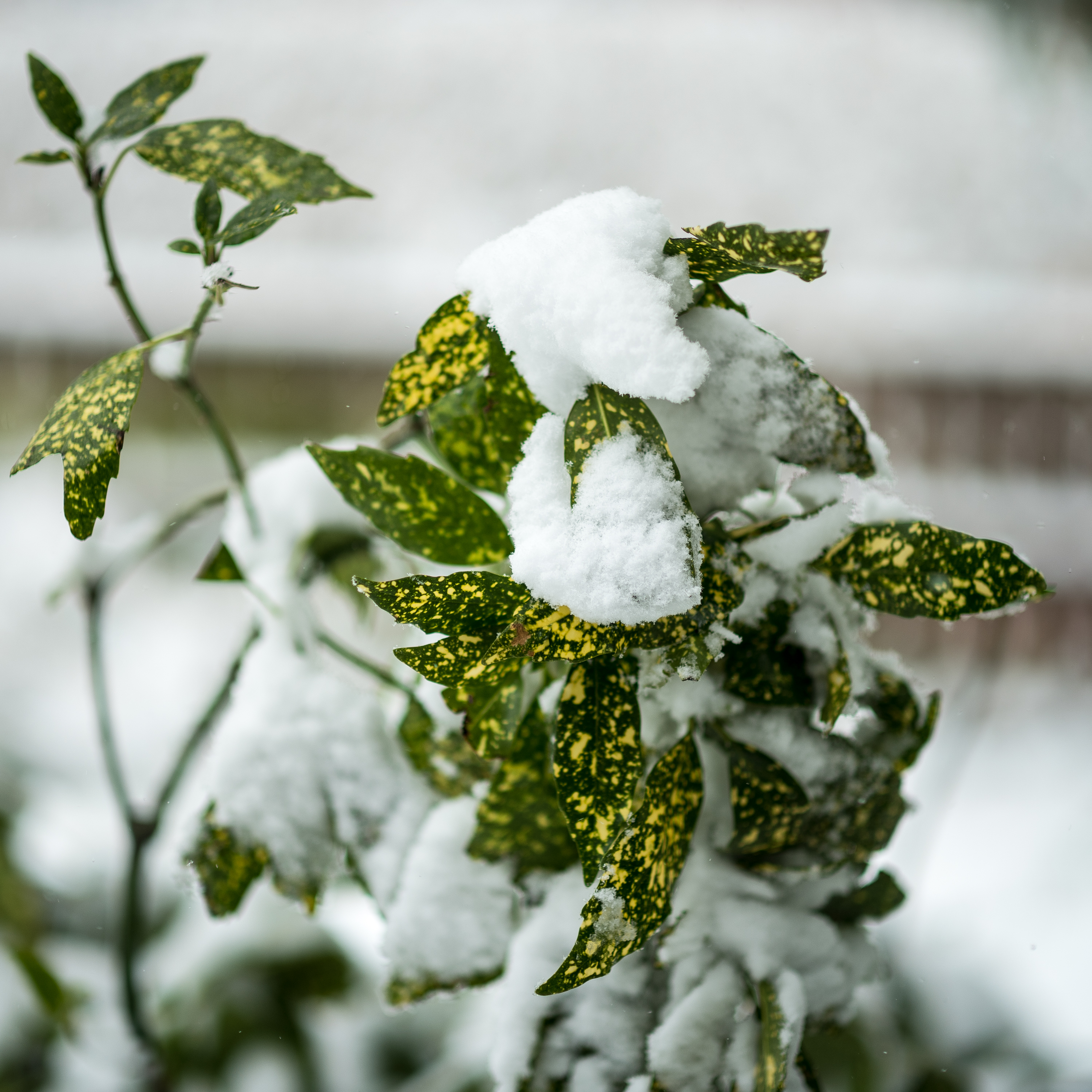 First day of Spring-2