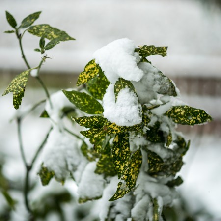 First day of Spring-2