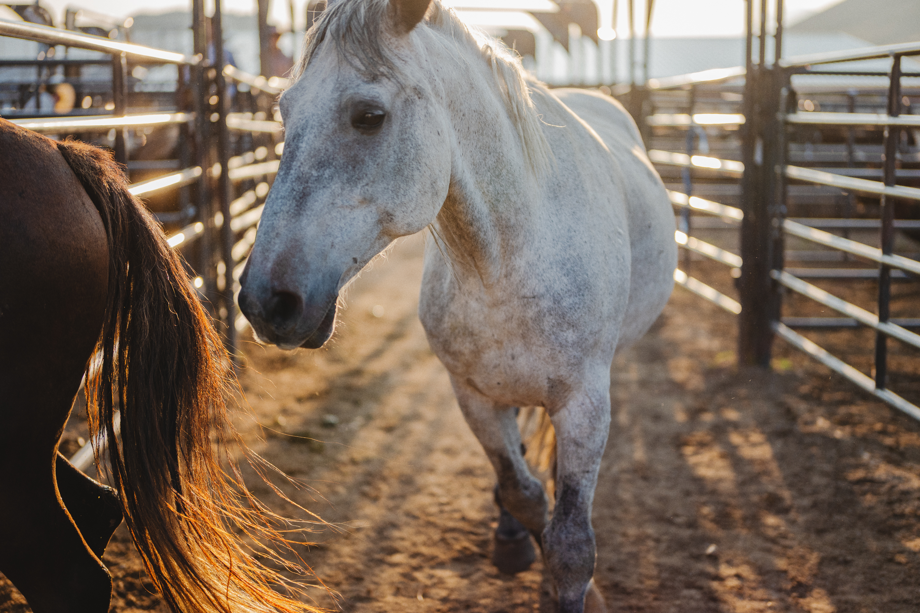 Rodeo Project Supplement-14