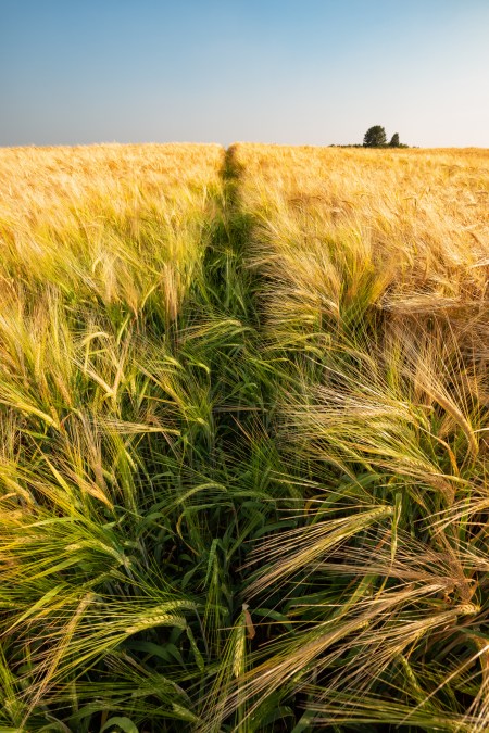 T Frenzy Summer Top 10-18