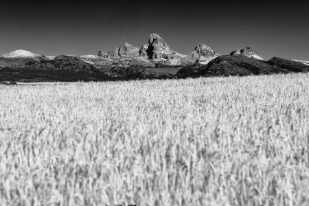 T Frenzy Summer Top 10-22