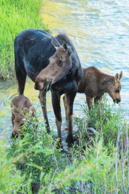 T Frenzy Summer Top 10-3